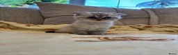 Mixed Breed cats for sale: Siberian x Scottish Folded Kittens - Advert 1
