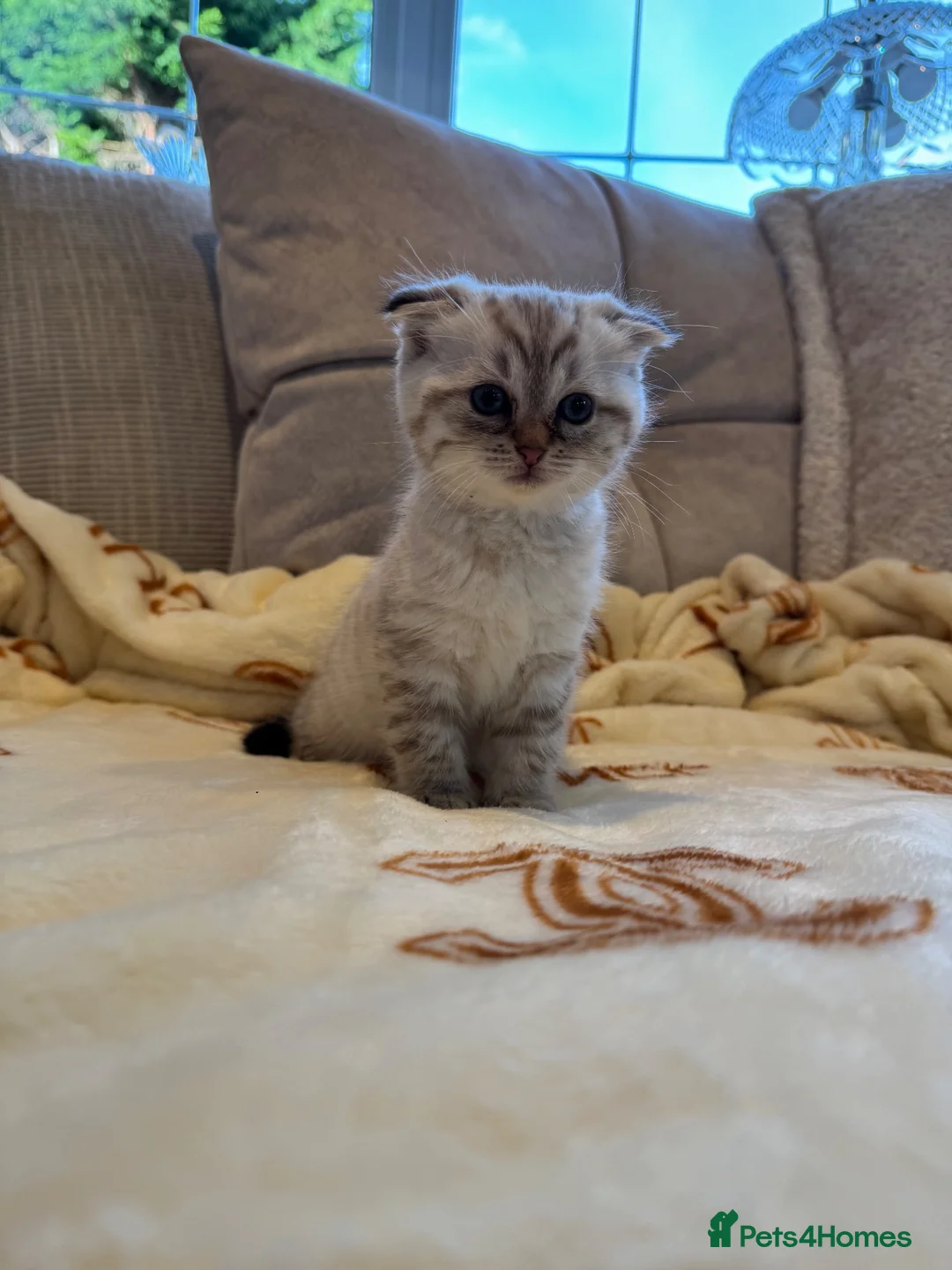Mixed Breed cats for sale: Siberian x Scottish Folded Kittens - Advert 1