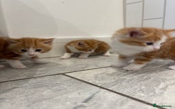 Mixed Breed cats for sale: 5 Beautiful Ragdoll/Tabby Kittens  - Image 8