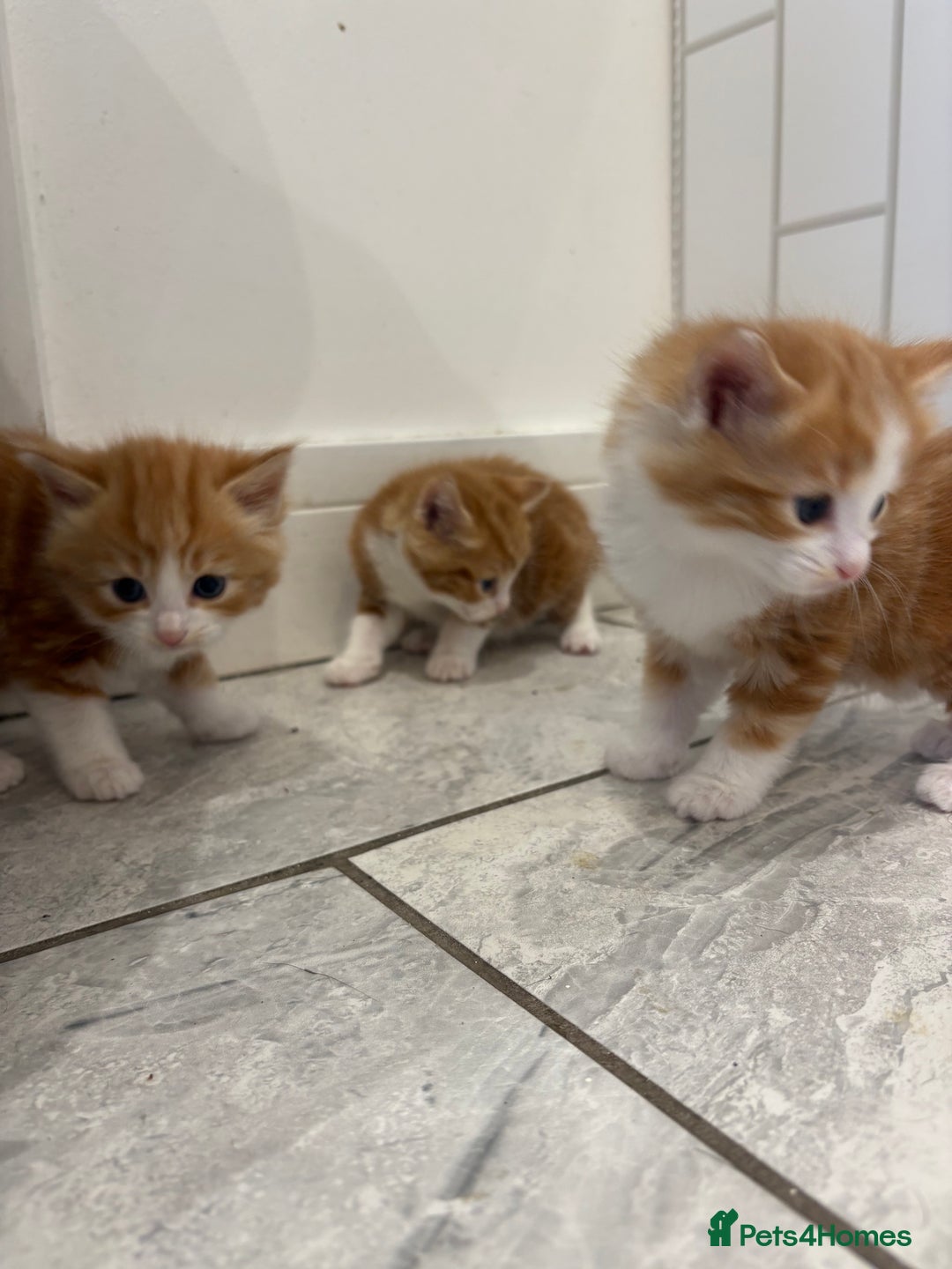Mixed Breed cats for sale: 5 Beautiful Ragdoll/Tabby Kittens  - Image 8