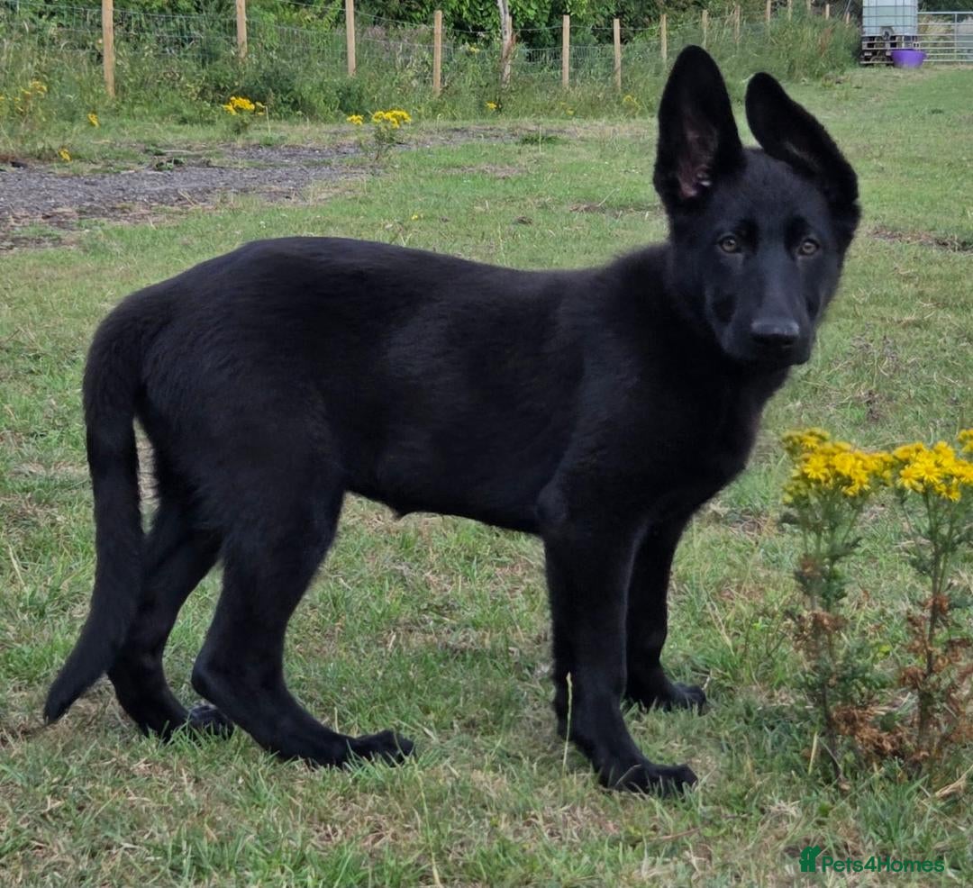 German Shepherd dogs for sale: Dark German Shepherd Females - Image 13