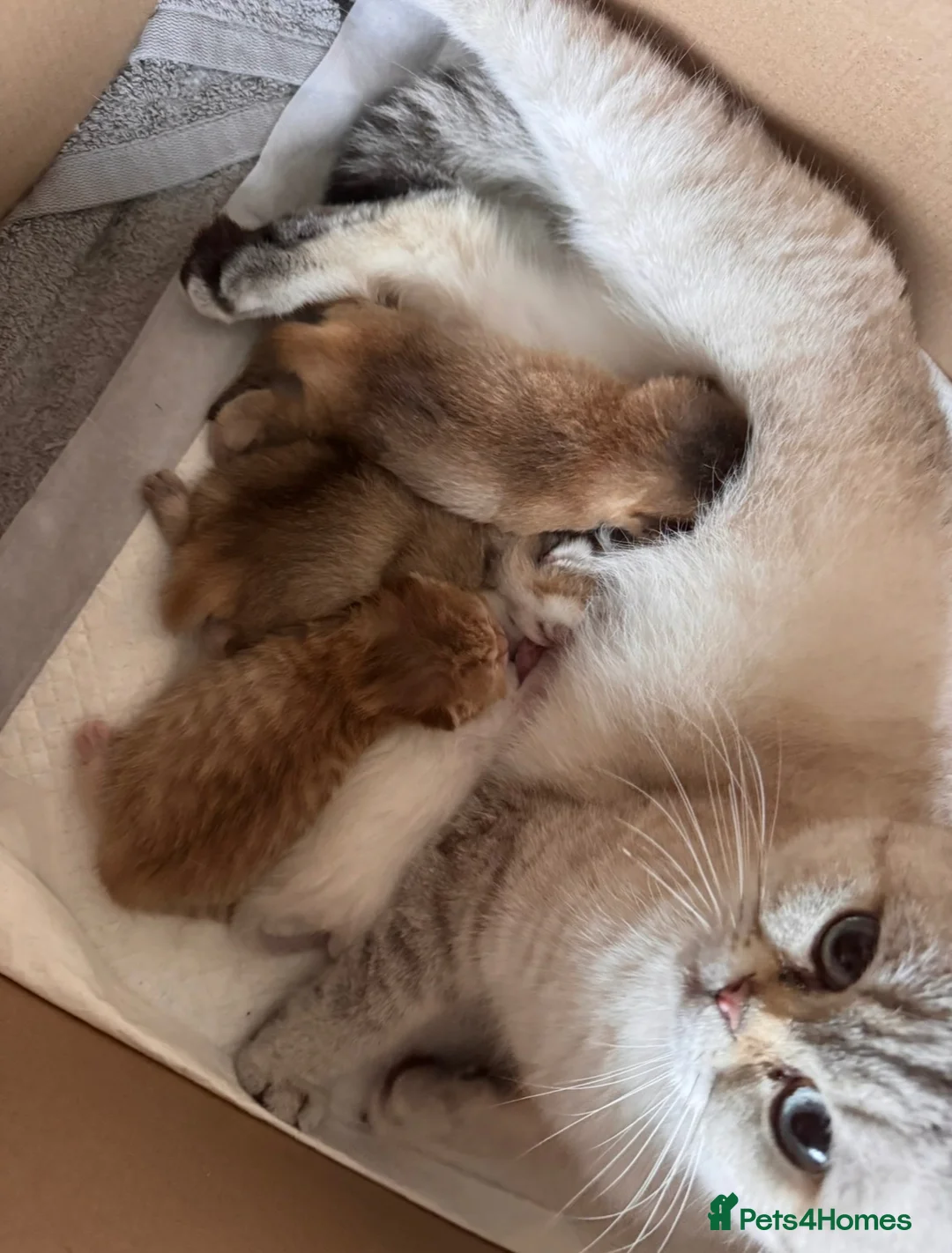 British Shorthair cats for sale: Beautiful British Shorthair Girl  - Advert 2
