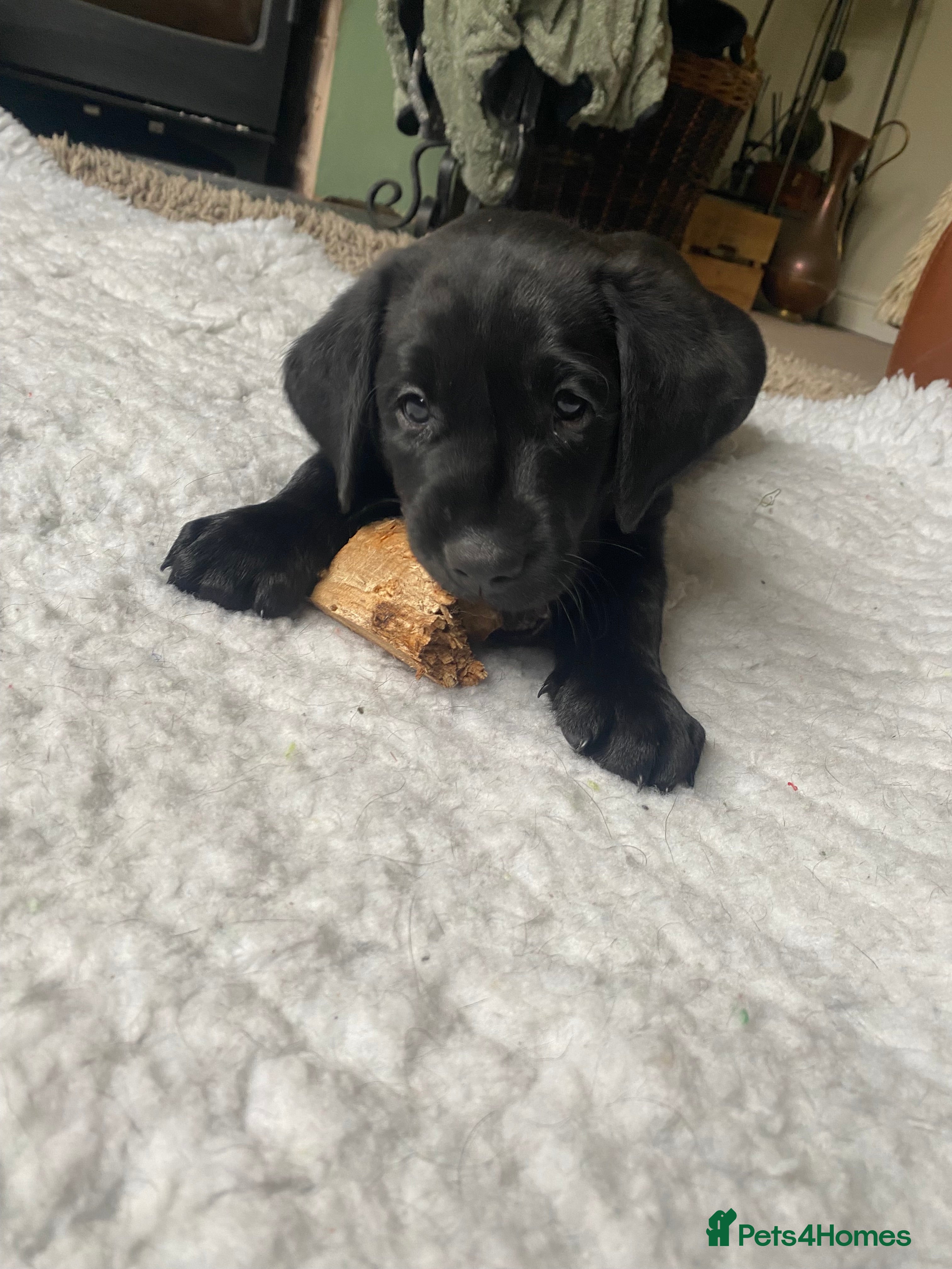 Labrador Retriever dogs Beautiful Black Labrador KC registered  - Advert 1