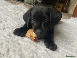 Labrador Retriever dogs Beautiful Black Labrador KC registered - Advert 1