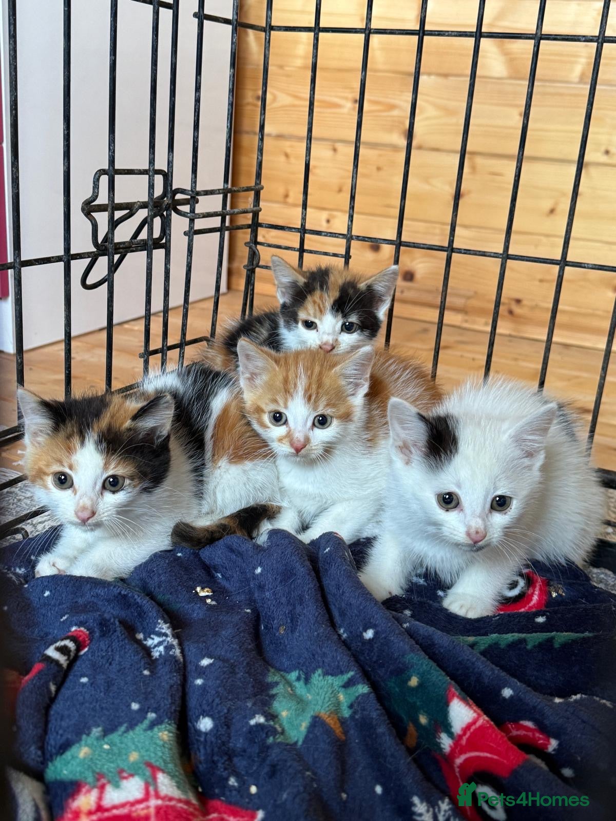 Mixed Breed cats Kittens born on the farm - Advert 8