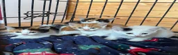 Mixed Breed cats for sale: Kittens born on the farm - Advert 1