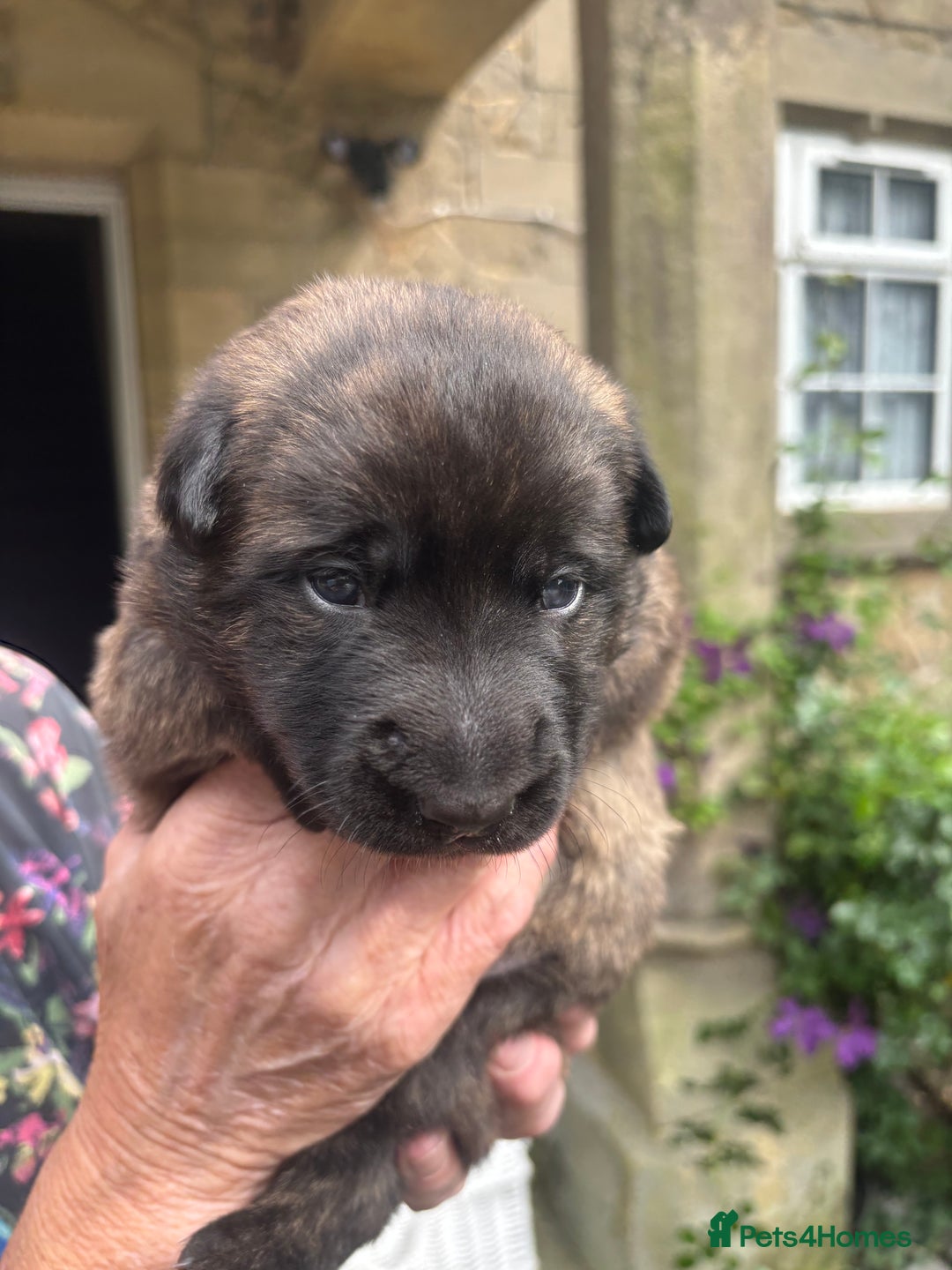 Belgian Shepherd Dog dogs for sale: Dutch shepherd puppies  - Image 23