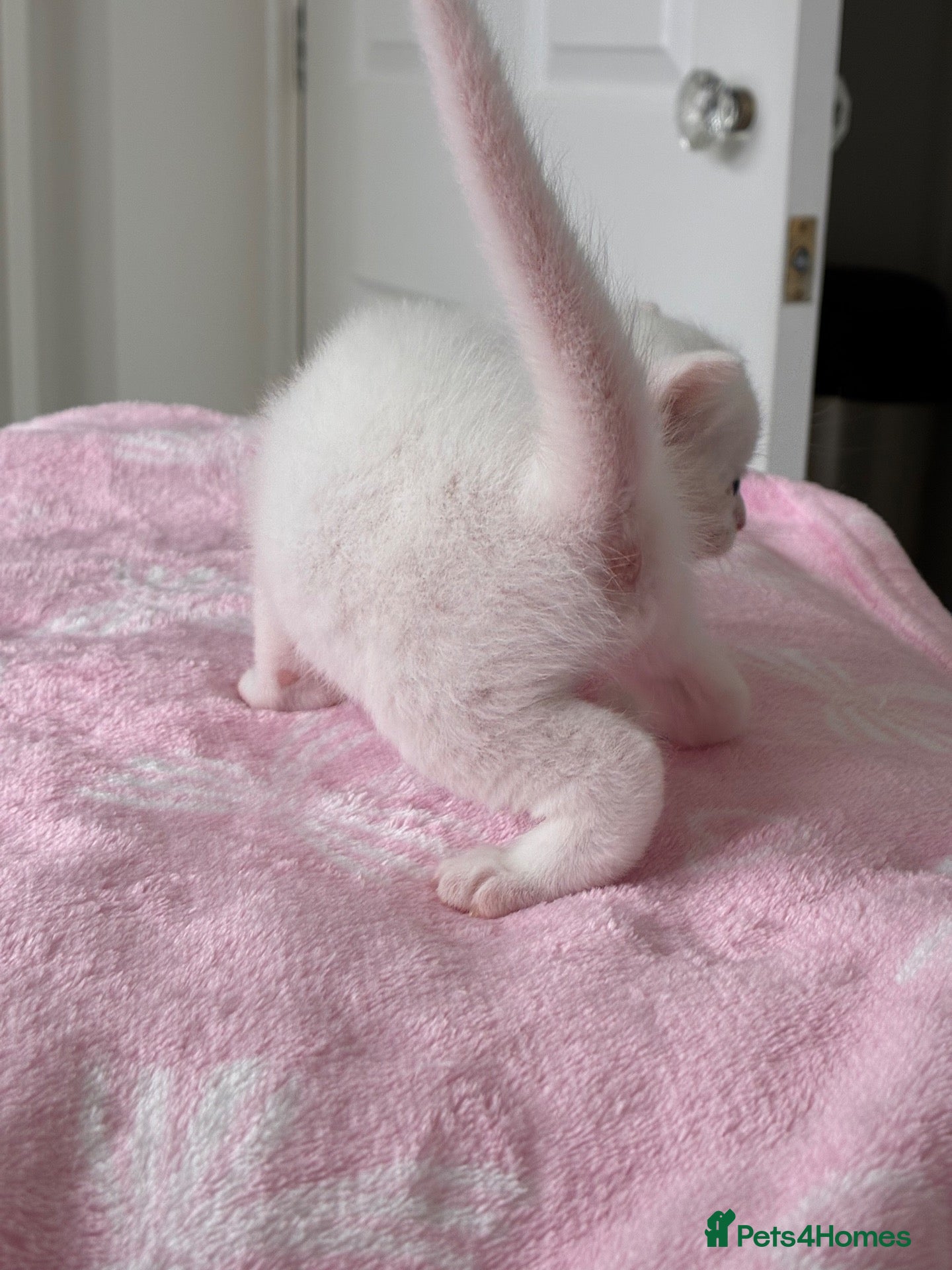 Mixed Breed cats Pure white male Turkish Angora/Domestic Short Hair - Advert 1