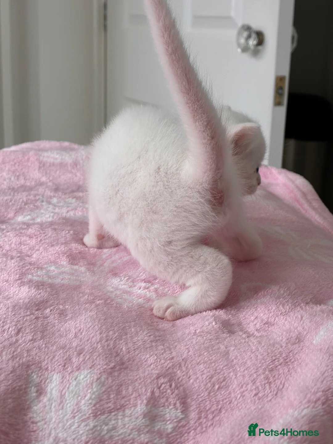 Mixed Breed cats for sale: Pure white male Turkish Angora/Domestic Short Hair - Advert 1
