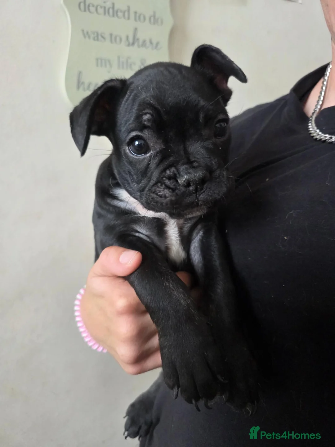 French Bulldog dogs for sale: Beautiful French bulldog  - Advert 2