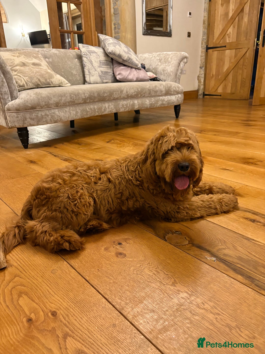 Cockapoo dogs for sale: Cockapoo F1 8month old Boy STUNNING  - Advert 2