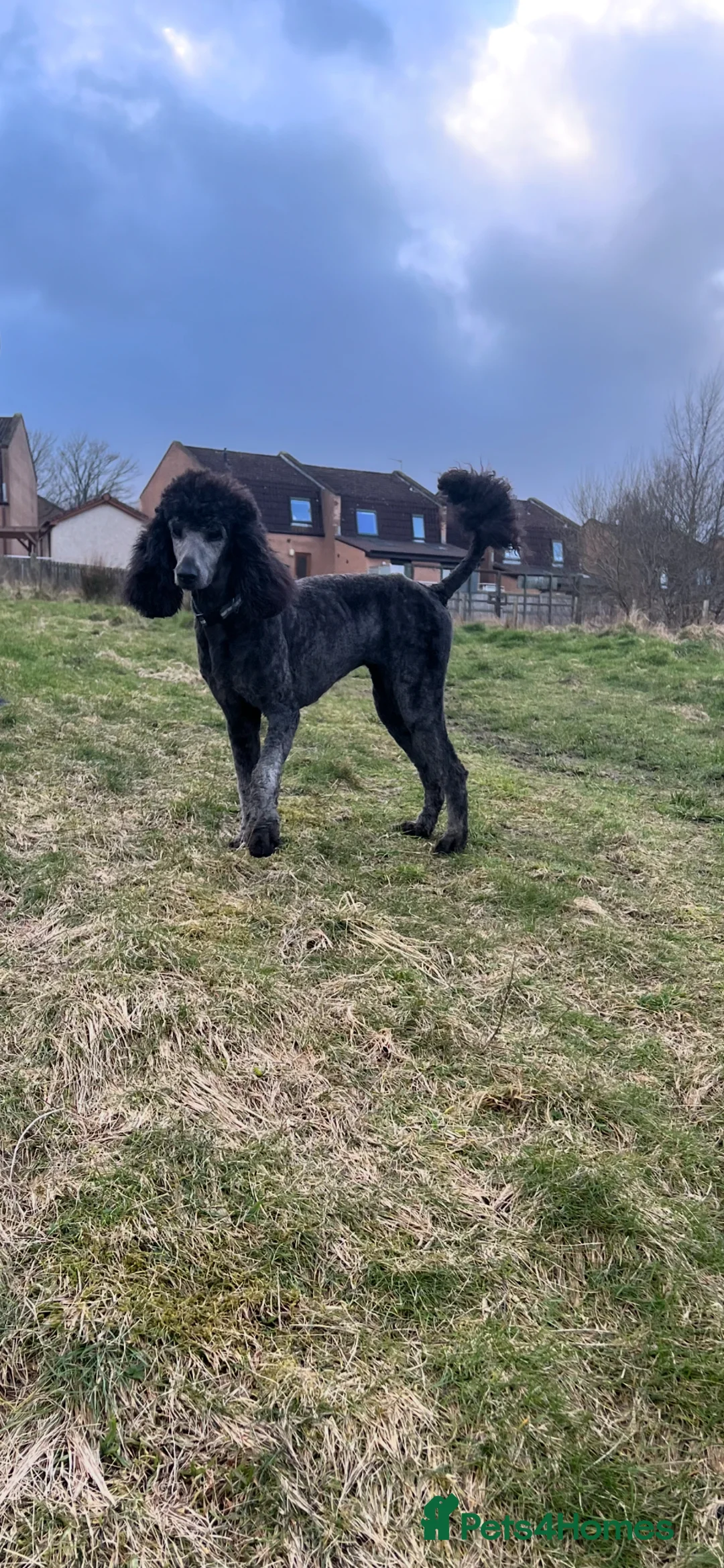 Labradoodle dogs for sale: Beautiful Labradoodle puppys - Advert 2