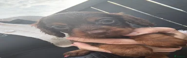Cocker Spaniel 3
