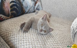 British Shorthair cats for sale: British shorthair blue / lilac kittens  - Image 20
