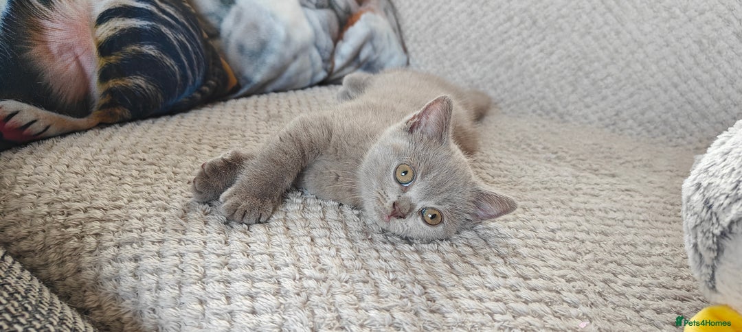 British Shorthair cats for sale: British shorthair blue / lilac kittens  - Image 20