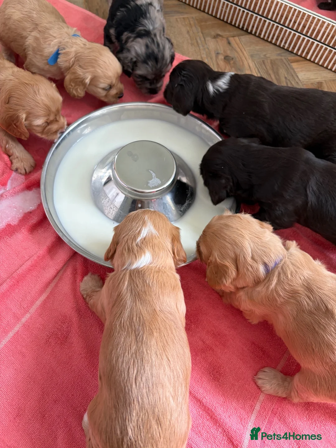 Cockapoo dogs for sale: 5 miniature cockapoos  - Advert 2