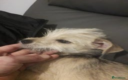 Mixed Breed dogs for sale: Jackhuahua boy 4monts old - Image 3