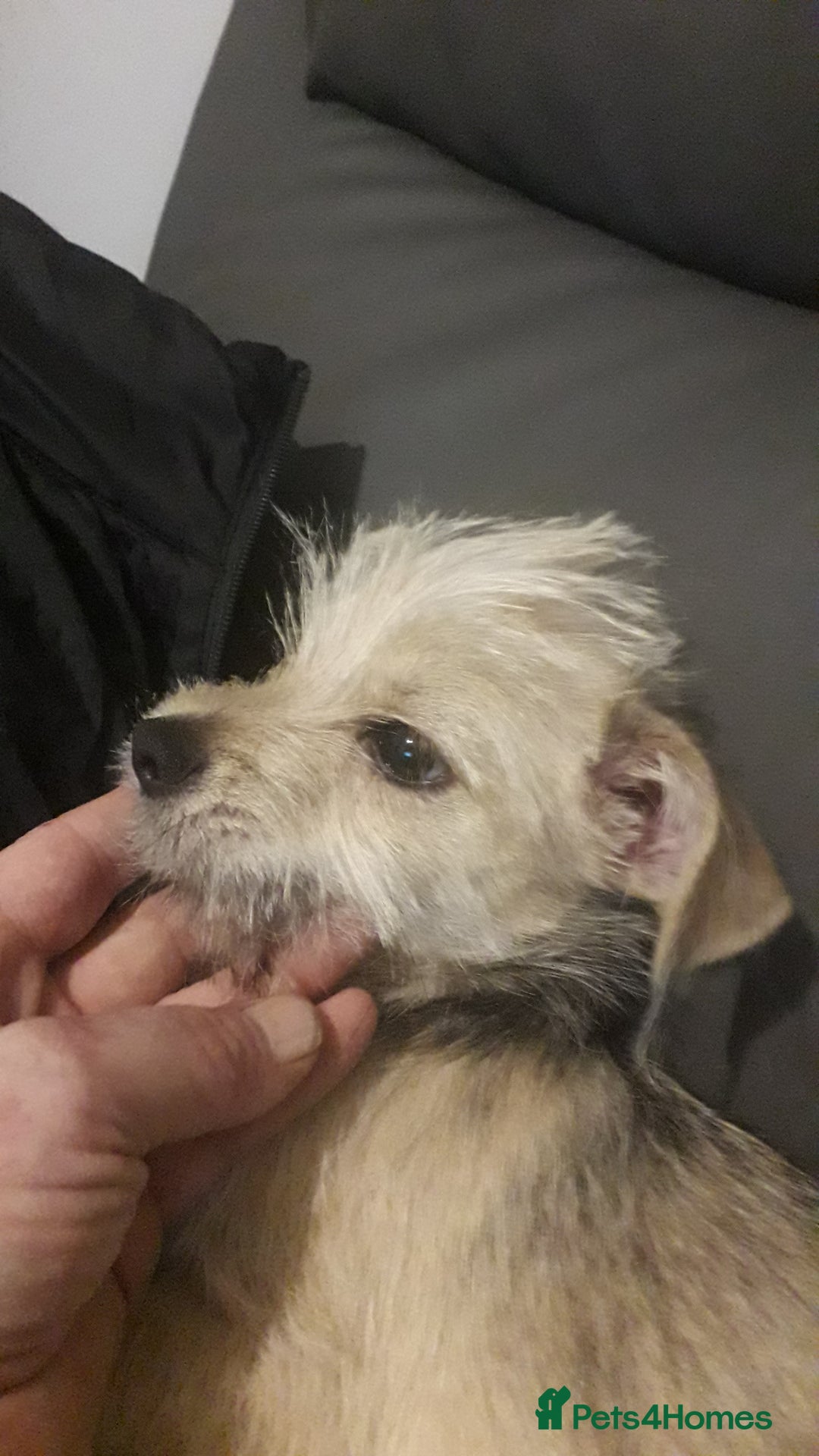 Mixed Breed dogs for sale: Jackhuahua boy 4monts old - Image 3