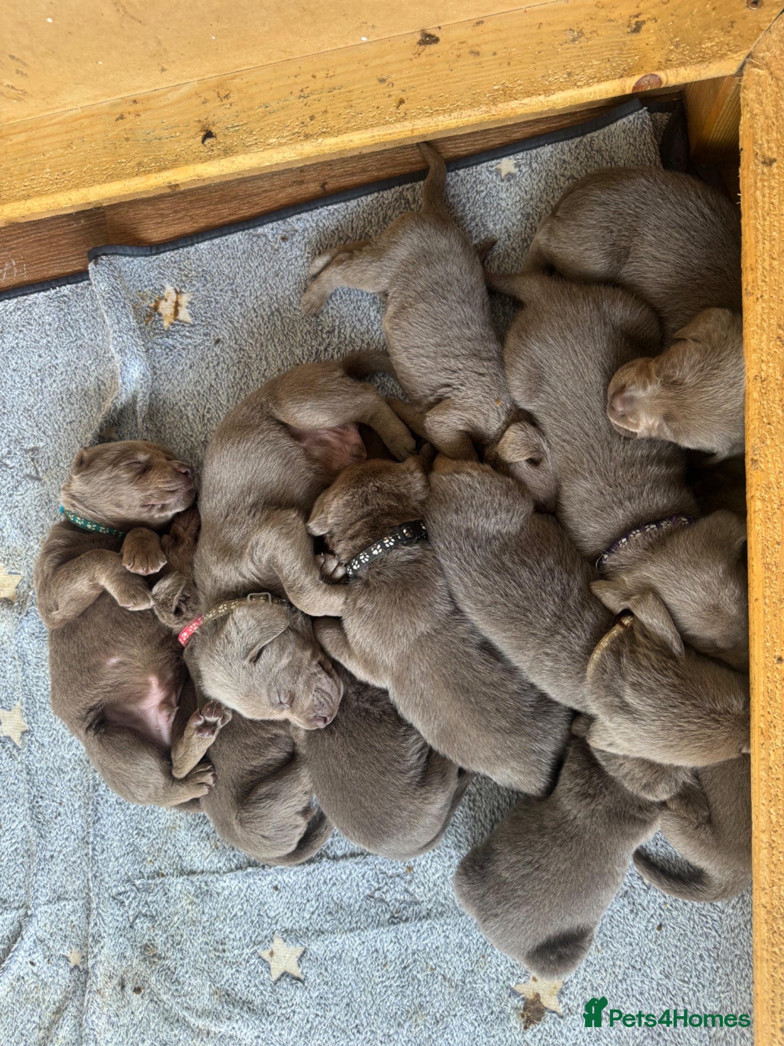 Labrador Retriever dogs for sale: KC registered Silver Labrador puppies  - Advert 15