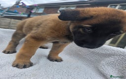 Belgian Shepherd Dog dogs for sale: belguim malinois free training provided - Image 19