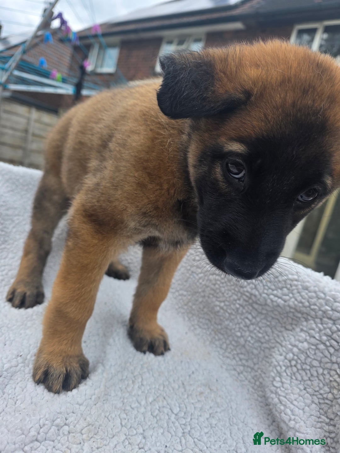 Belgian Shepherd Dog dogs for sale: belguim malinois free training provided - Image 19