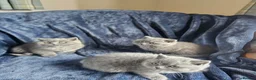 British Shorthair cats for sale: Pedigree British Shorthair Kittens - Advert 13