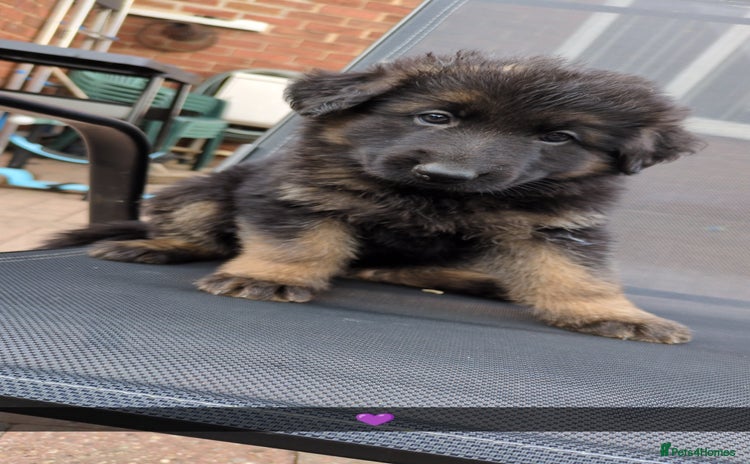 German Shepherd dogs in Doncaster - Advert 1
