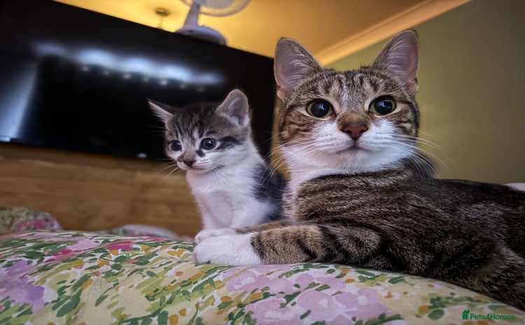 Mixed Breed cats - Advert 2