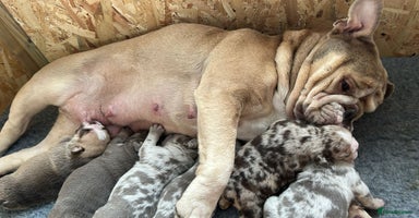 English Bulldog dogs English Bulldog Puppies  - Advert 4