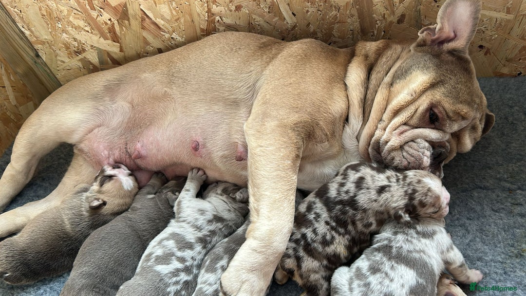 English Bulldog dogs for sale: English Bulldog Puppies  - Advert 2