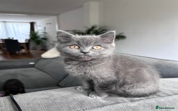 British Shorthair cats for sale: beautiful BSH girl (one girl left)  - Image 6