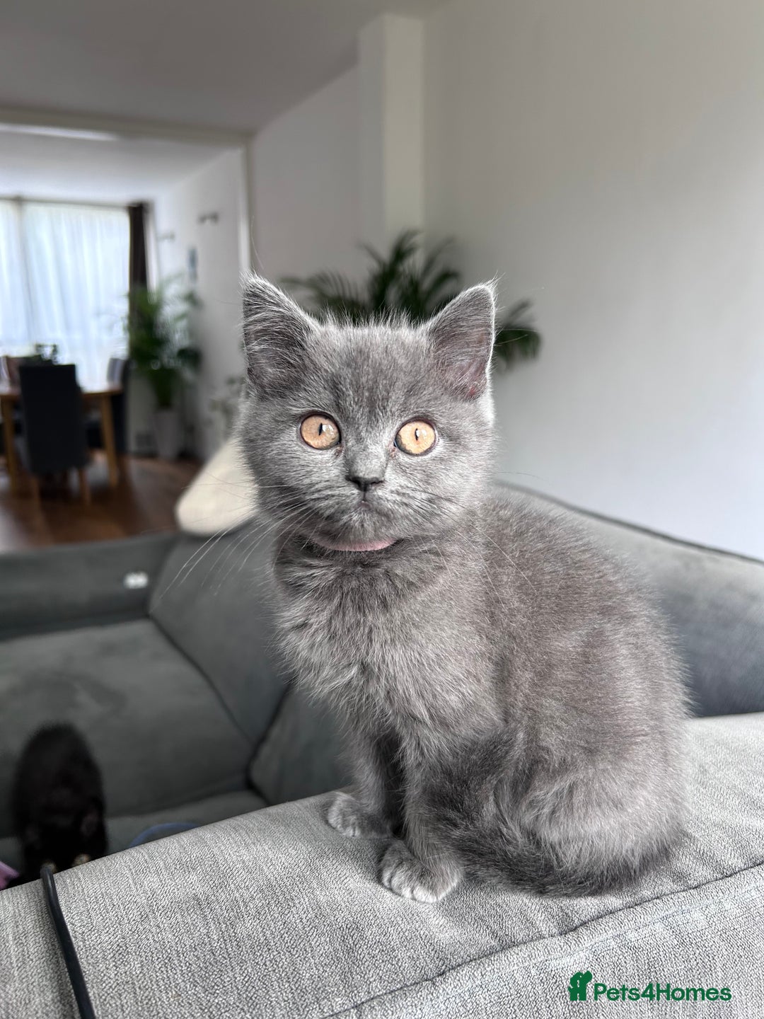 British Shorthair cats for sale: beautiful BSH girl (one girl left)  - Image 6