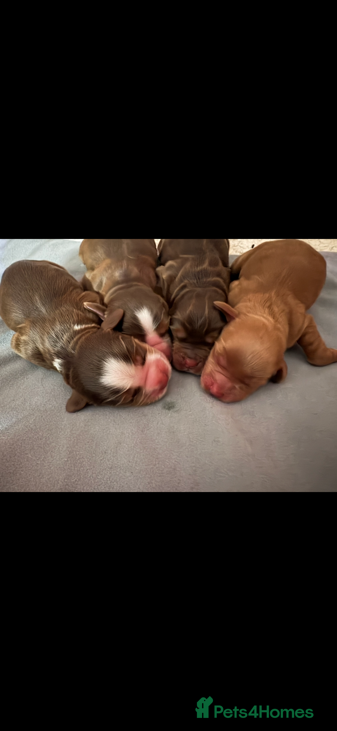 Cocker Spaniel dogs Quality cocker spaniel pups  - Advert 5