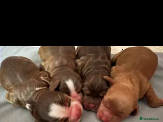 Cocker Spaniel dogs Quality cocker spaniel pups - Advert 5