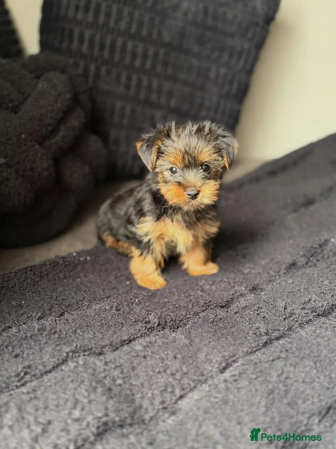 Yorkshire Terrier dogs for sale: Yorkshire Terrier puppies in Luton - Advert 3