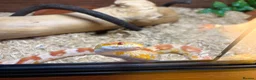 Corn Snake reptiles for sale: Corn snake with complete set up - Advert 4