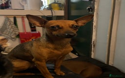 Miniature Pinscher dogs for sale: Pincher female  - Image 1