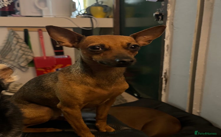 Miniature Pinscher dogs - Advert 1