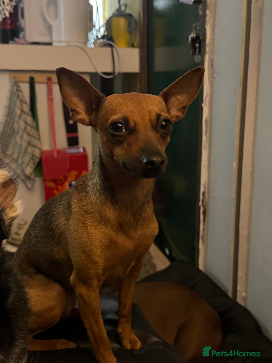 Miniature Pinscher dogs for sale: Pincher female  - Image 1
