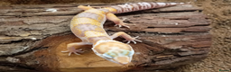 Leopard Gecko reptiles for sale: Leopard Gecko Juveniles Available CBUK - Advert 9