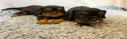 Cavalier King Charles Spaniel dogs for sale: Kc registered Cavalier King Charles puppies  in Chesterfield - Advert 2