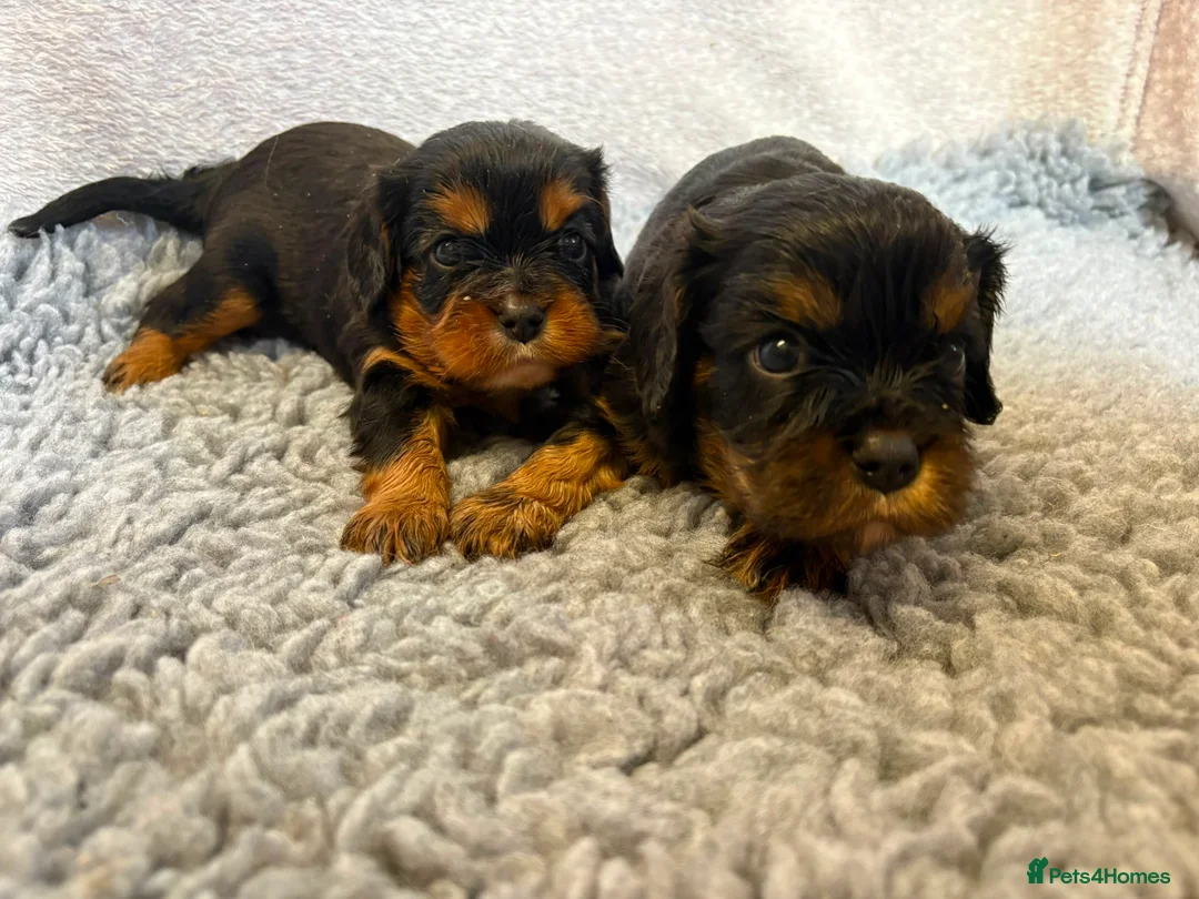 Cavalier King Charles Spaniel dogs for sale: Kc registered Cavalier King Charles puppies  in Chesterfield - Advert 2