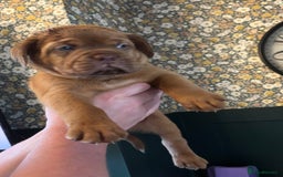Dogue De Bordeaux dogs for sale: 6 stunning chunky Douge de Bordeux pups - Image 22