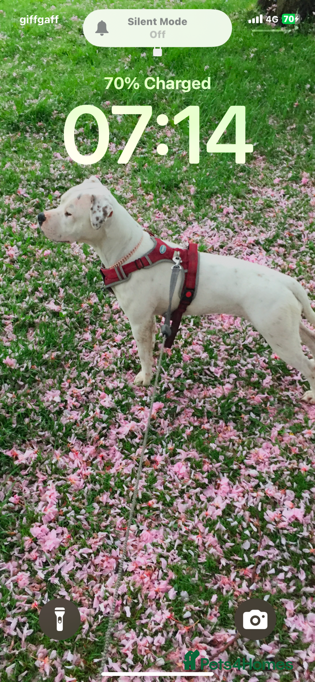 American Bull Staffy dogs for sale: Daisy - Image 2