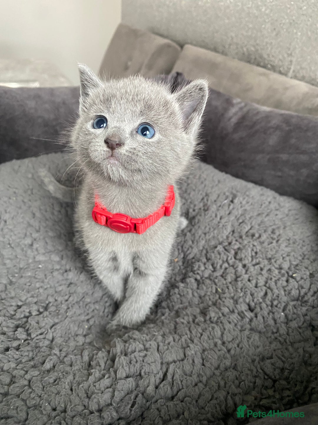 Russian Blue cats for sale: Russian blue kittens  - Advert 11