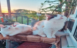 Ragdoll cats for sale: Ragdoll kittens  - Image 13