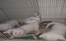 American Shorthair cats for sale: Whit kittens for sale  - Image 6