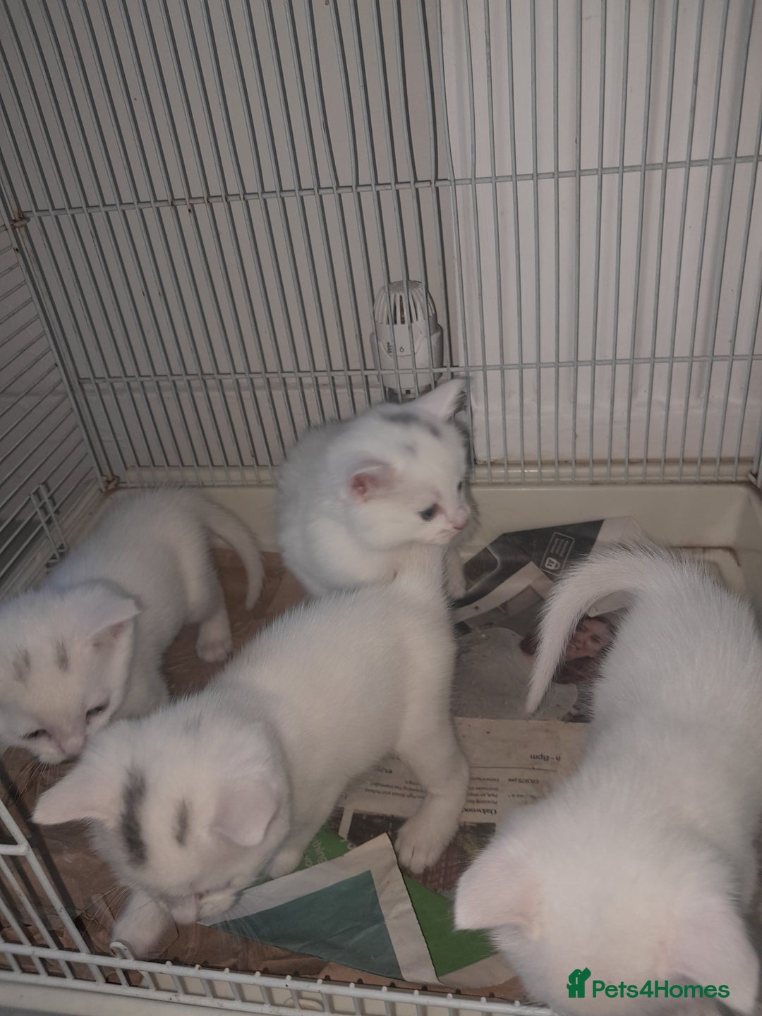 American Shorthair cats for sale: Whit kittens for sale  - Image 6