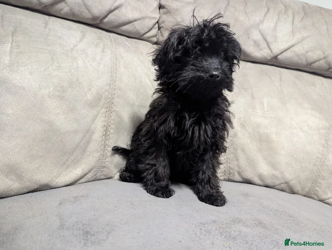 Cockapoo dogs for sale: 🐶 Black Girl (Tiny) 🐶 - Advert 2