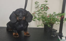 Miniature Dachshund dogs for sale: Beautiful Miniature Smooth Dachshund Puppies - Image 8